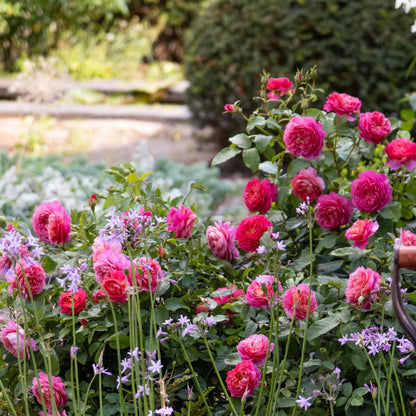 エマ・ブリッジウォーター　アスパラガス　 エナメル　ロースター　Sサイズ エマ・ブリッジウォーター アスパラガス エナメル ロースター S