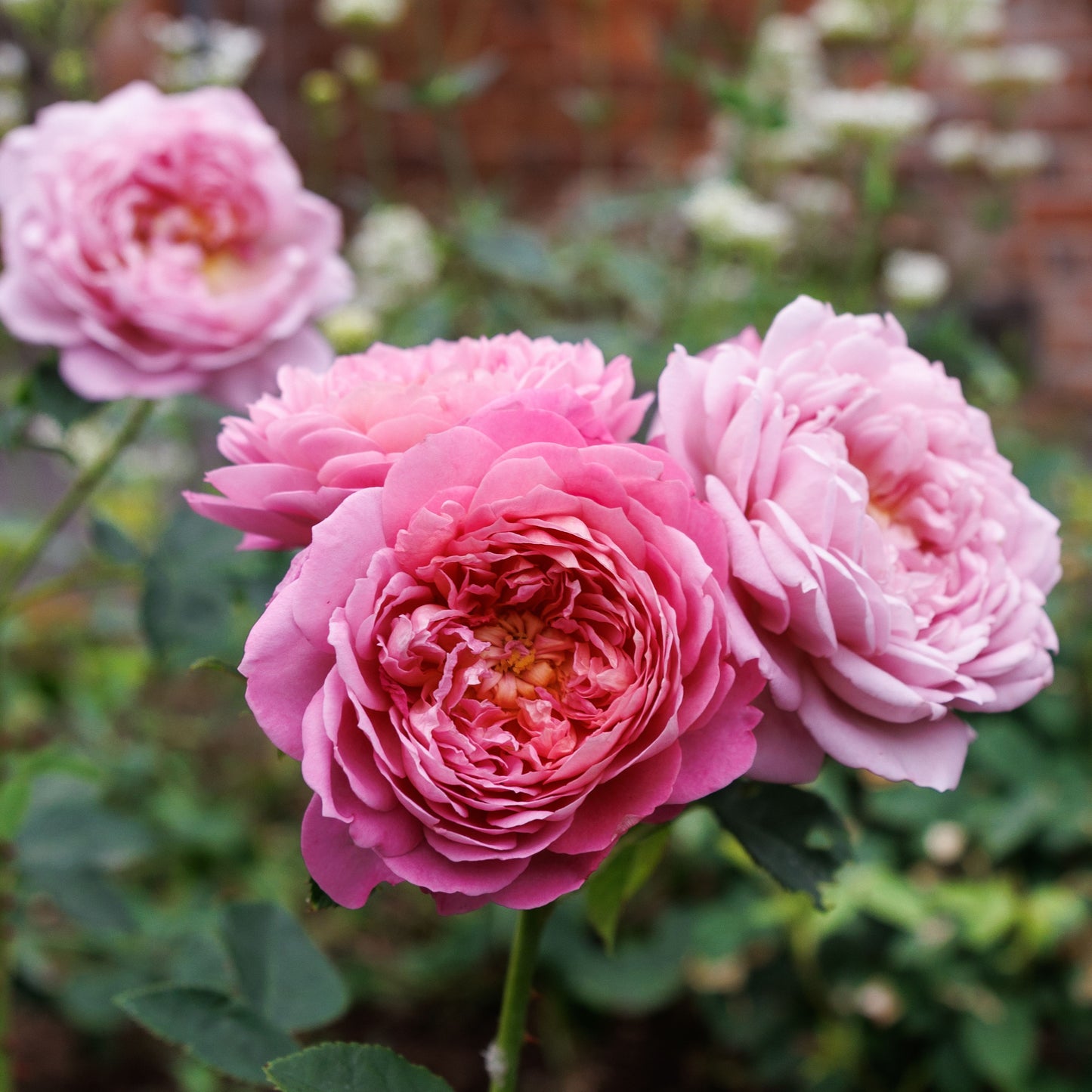 エマ・ブリッジウォーター 鉢苗 - Emma Bridgewater Potted (Ausb44a16)