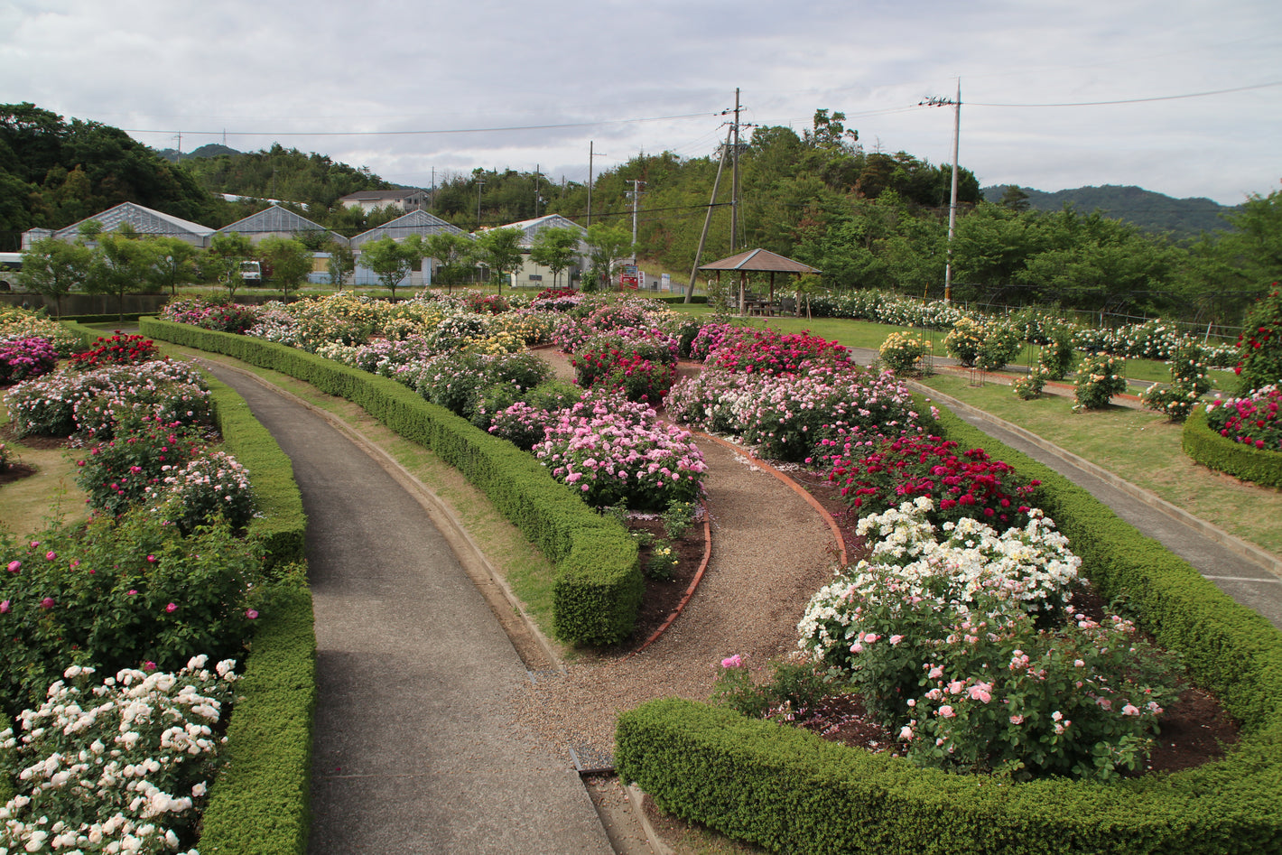 イングリッシュローズについて... – David Austin Roses Japan