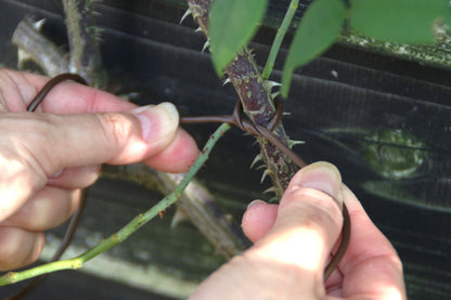 誘引ロープ - Flexi Tie 3.5mm roll