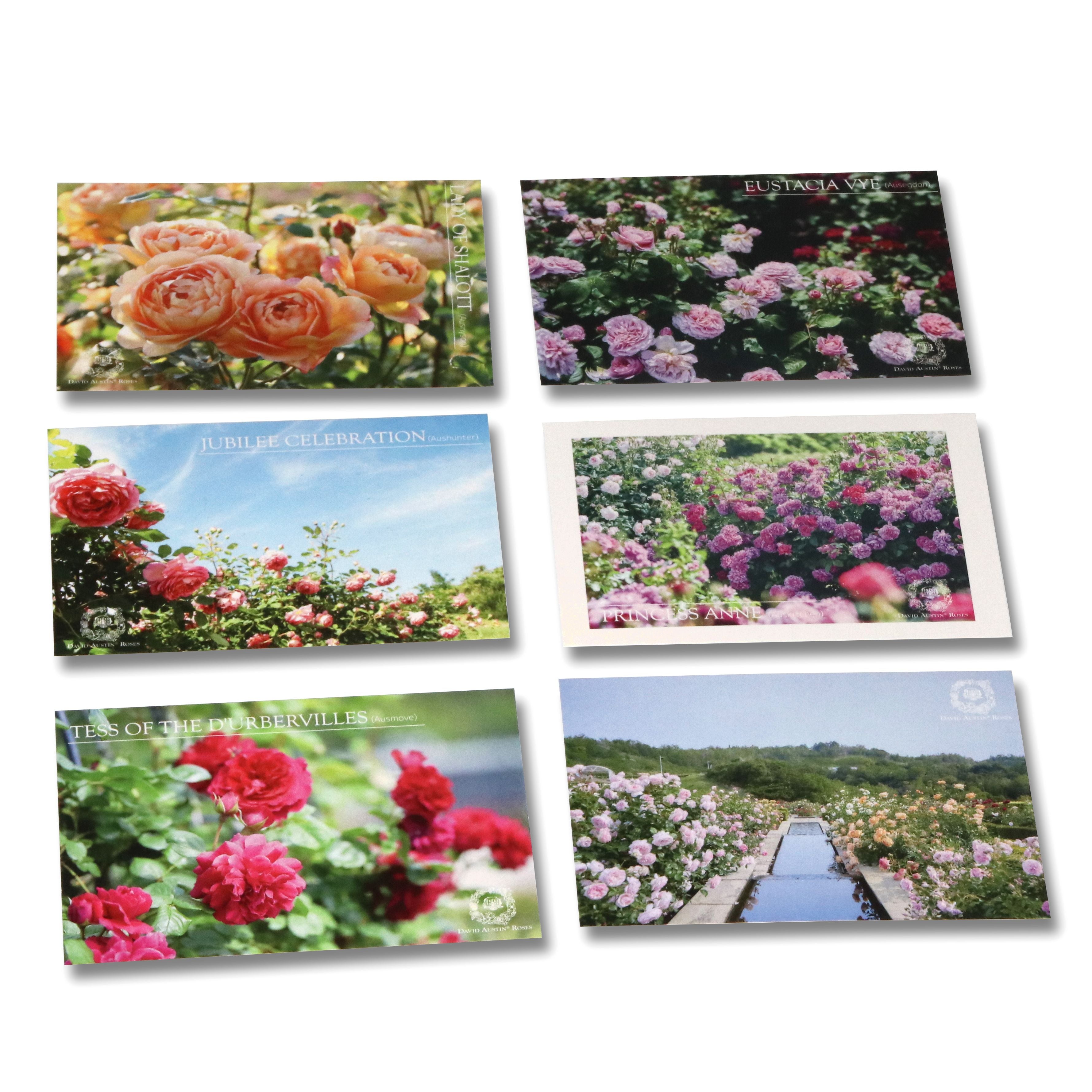 ポストカード6枚セット - Postcard pack of 6 – David Austin Roses Japan