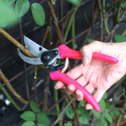 Burgon＆Ball社 剪定ばさみ 蛍光ピンク - Florabrite pink bypass secateurs