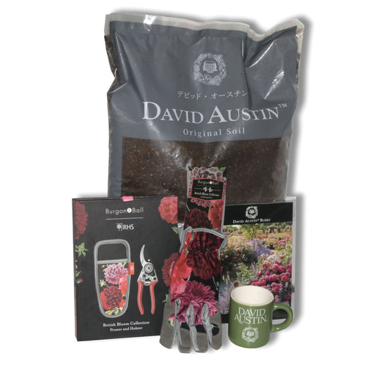 デビッド・オースチンイングリッシュローズクラブ 1年間 (SET A) - David Austin English Rose Club Membership 1YR SET A