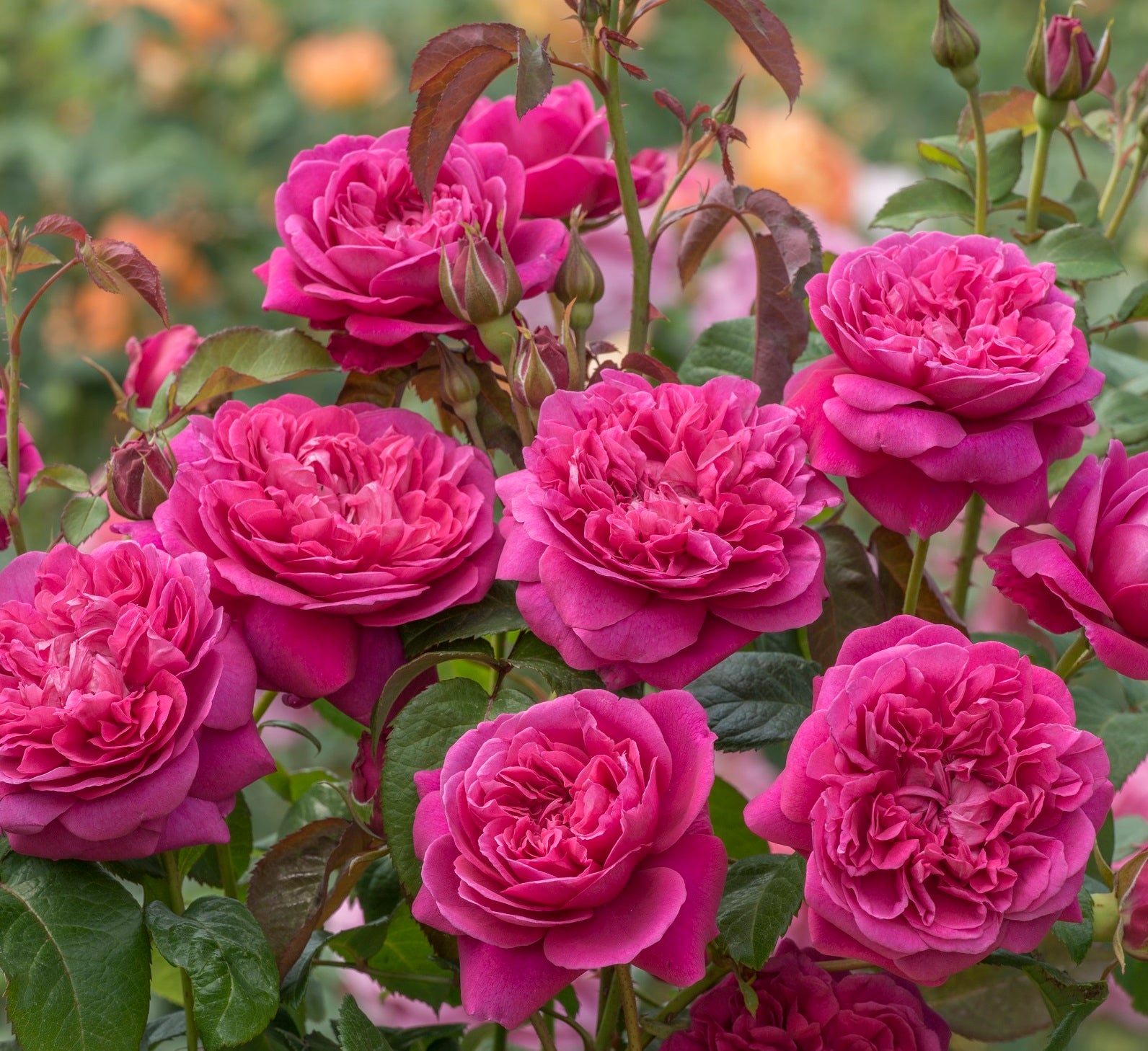 ジェームス　　11枚 ジェームズ・L. オースチン 裸苗 - James L. Austin (Auspike) – David