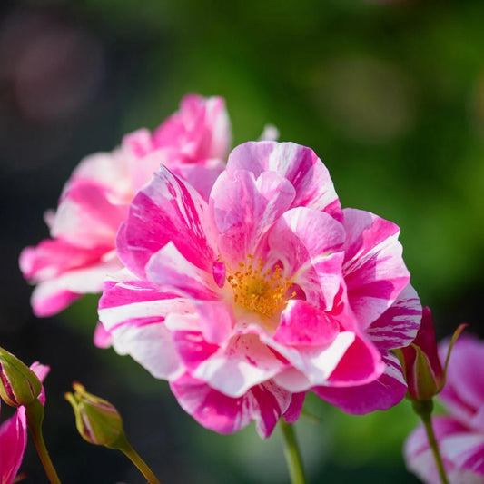 新品種 – David Austin Roses Japan 新品種 – David Austin Roses Japan