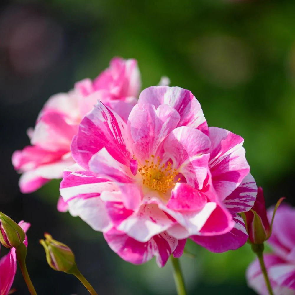 ザ・キングズ・ローズ 15L鉢苗 - The King's Rose Potted 15L (Ausa27a16)