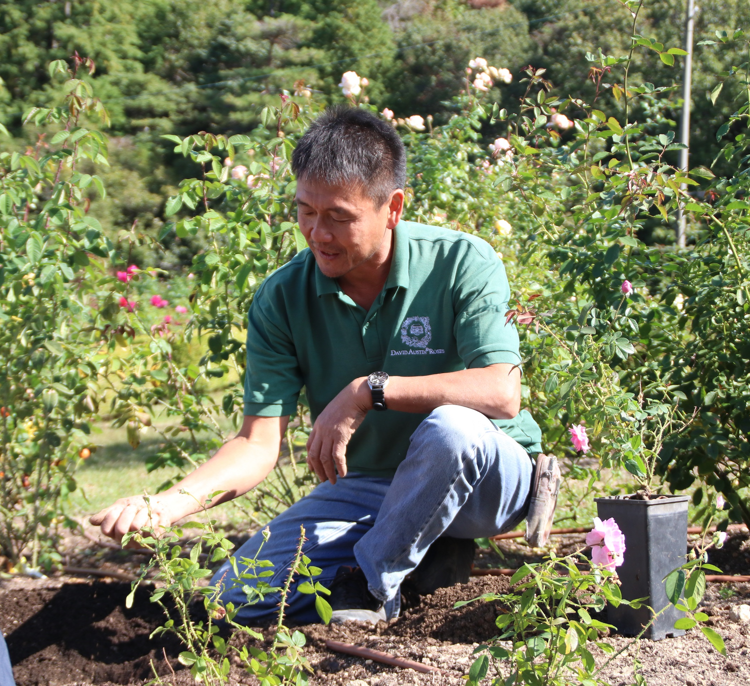 ロージン デュブ｜黒いバラ LaboratorioOlfattivo_NEROSA_1_