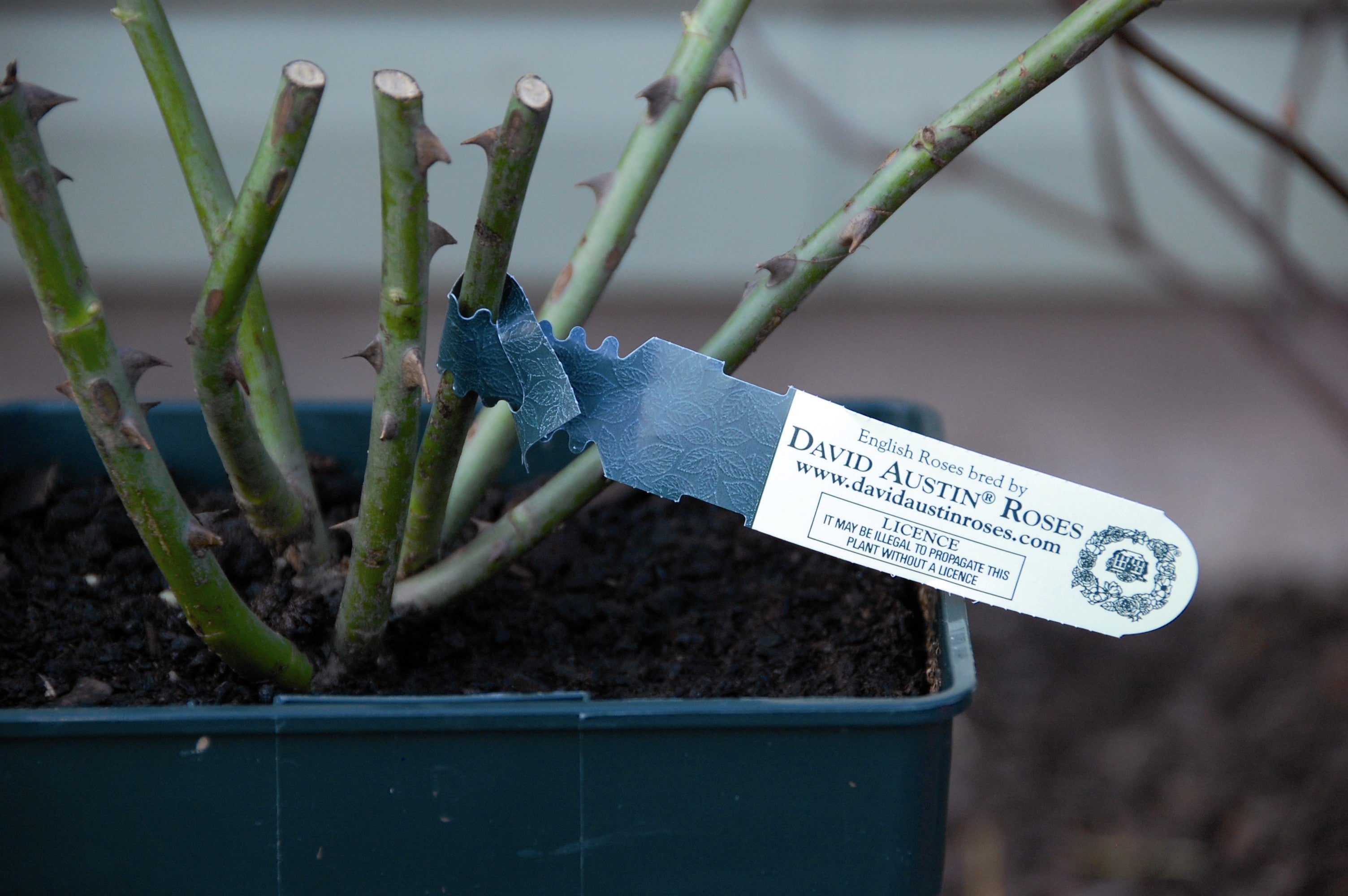 イングリッシュローズについて – David Austin Roses Japan