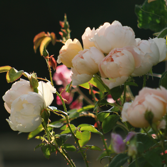 コンテ・ド・シャンパーニュ裸苗 - Comte de Champagne (Ausufo)