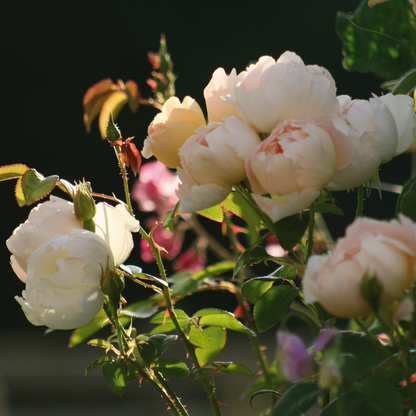 652〓希少Pouteria sp. 'Calice de Flor' アビウ 652〓希少Pouteria sp. 'Calice de Flor' アビウ