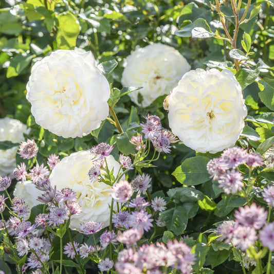 トランクウィリティー鉢苗 - Tranquillity Potted (Ausnoble)