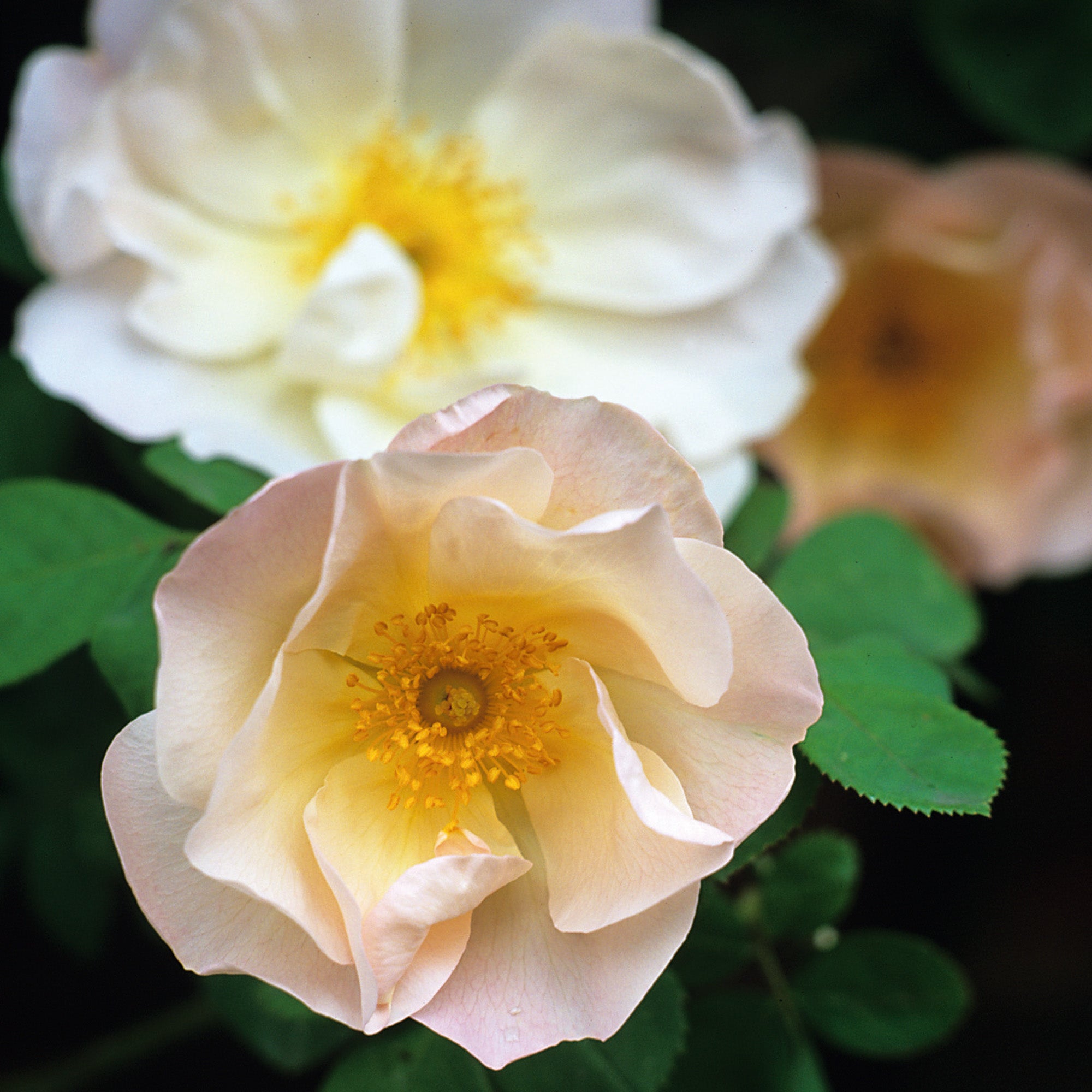 シュロップシャー・ラス 鉢苗 - Shropshire Lass Potted – David