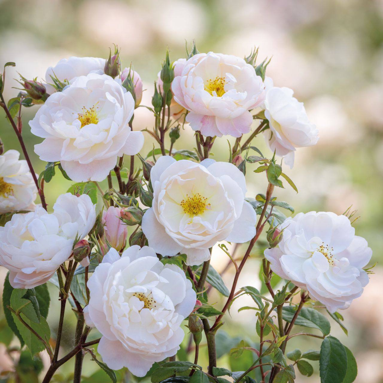 高級バラ苗 David Austin Roses - バラ苗, バラ鉢, イングリッシュローズ, つる