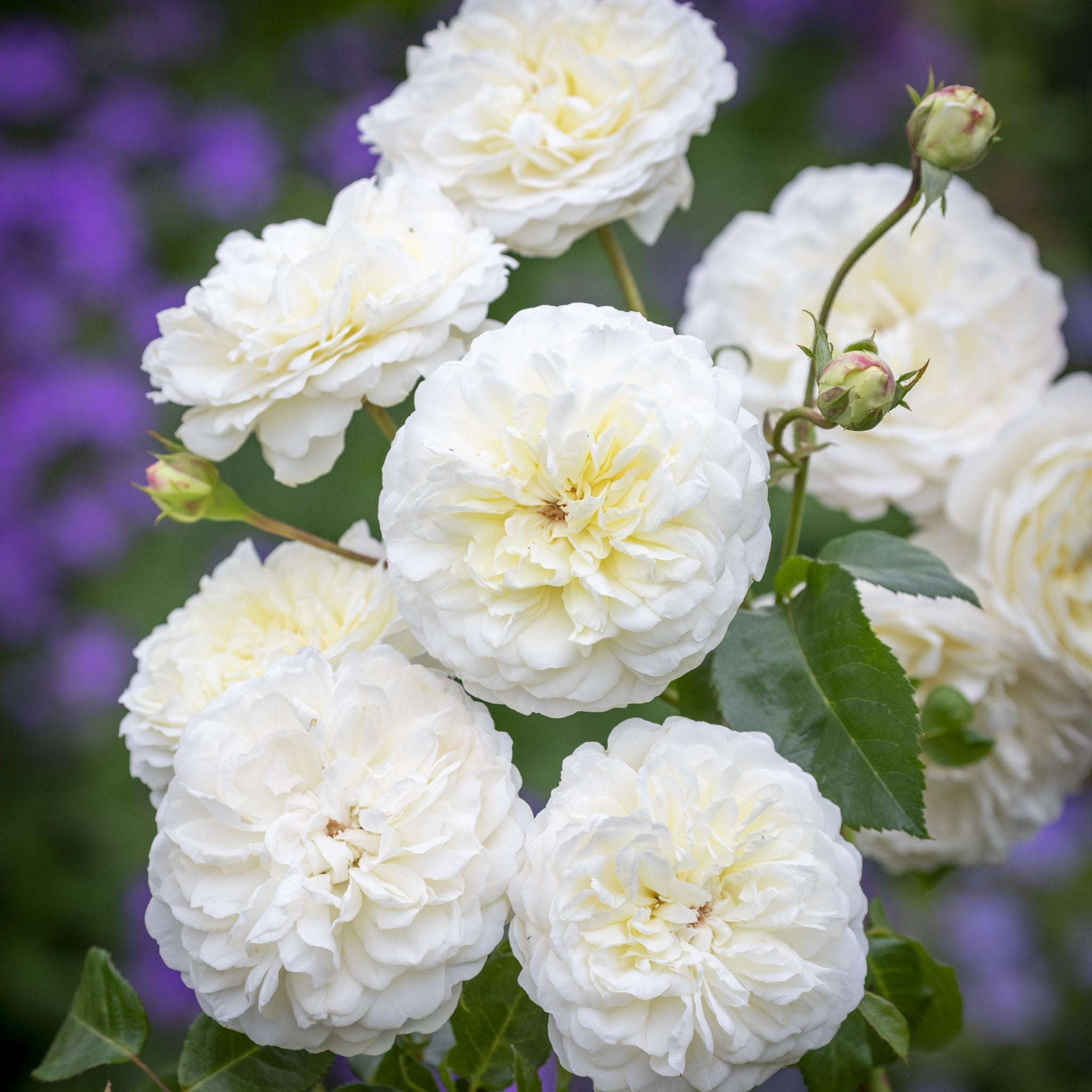 トランクウィリティー鉢苗 - Tranquillity Potted (Ausnoble) – David