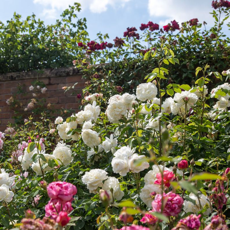 トランクウィリティー鉢苗 - Tranquillity Potted (Ausnoble)