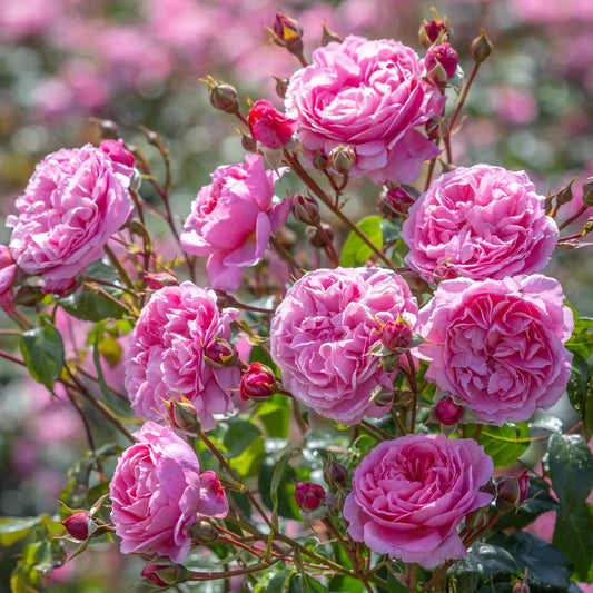 鉢苗 – David Austin Roses Japan 鉢苗 – David Austin Roses Japan