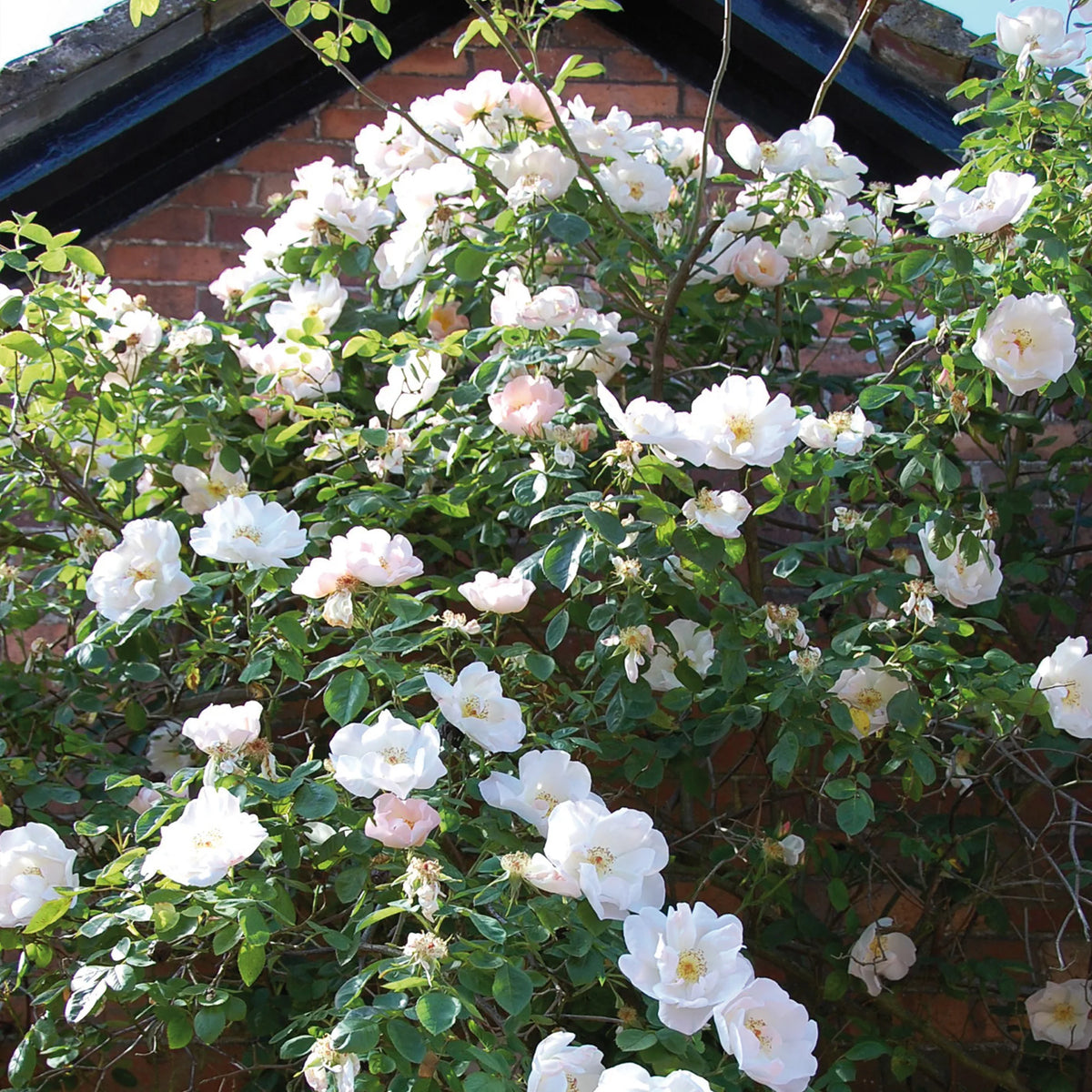 シュロップシャー・ラス - Shropshire Lass – David Austin Roses Japan