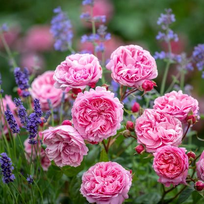 ペネロピ・ライヴリー 鉢苗 - Penelope Lively Potted (Ausb18a15)