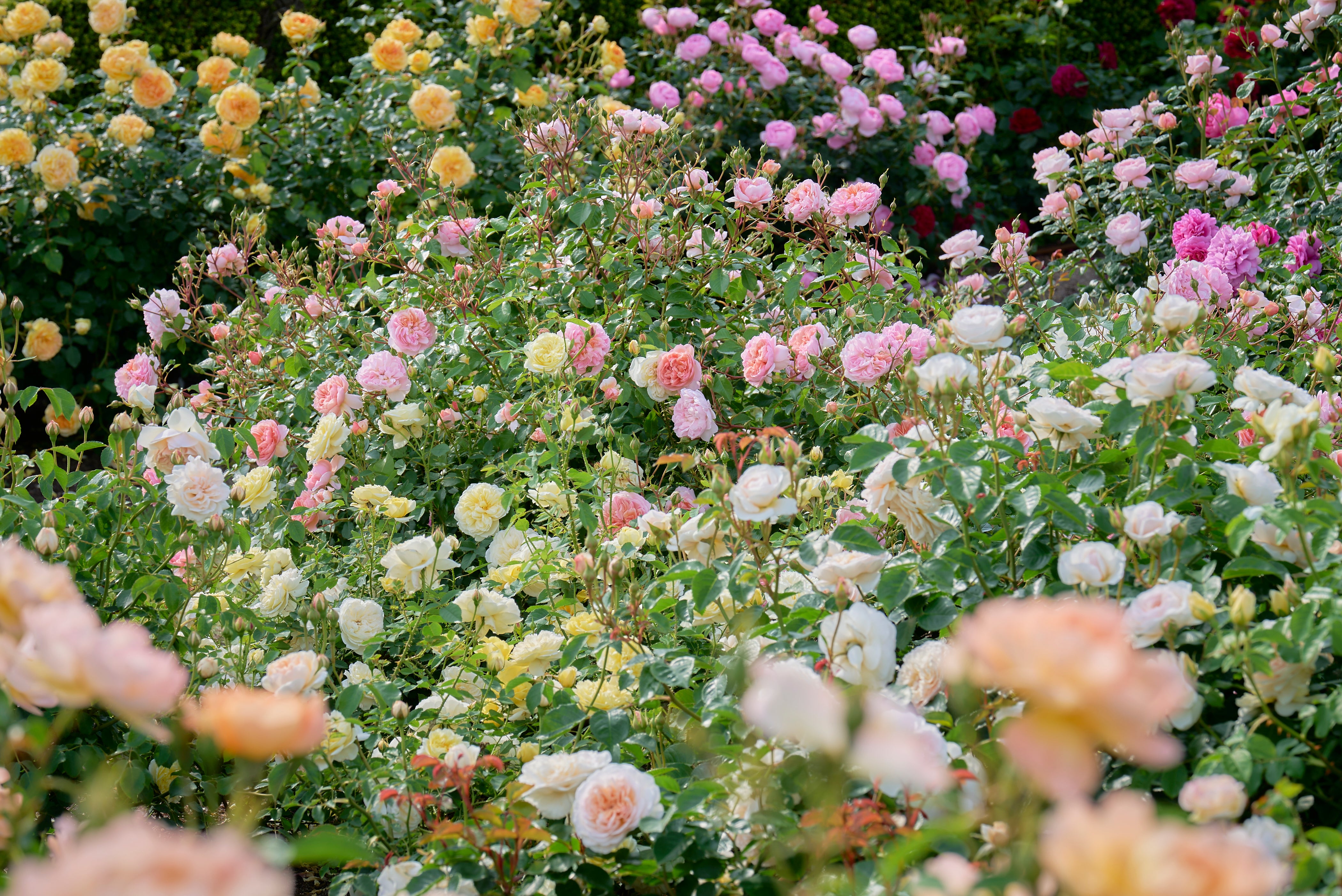 おすすめのバラ – David Austin Roses Japan