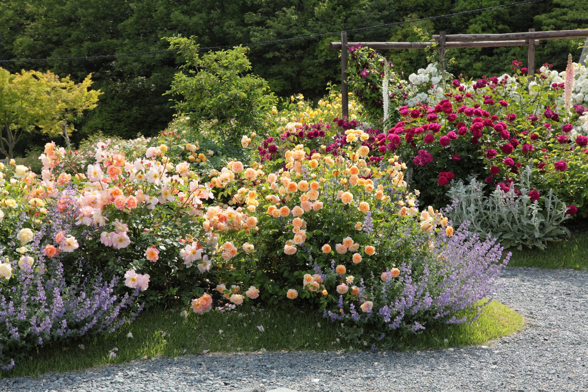 ローズガーデン デビッド・オースチンのイングリッシュローズガーデンとプランツ