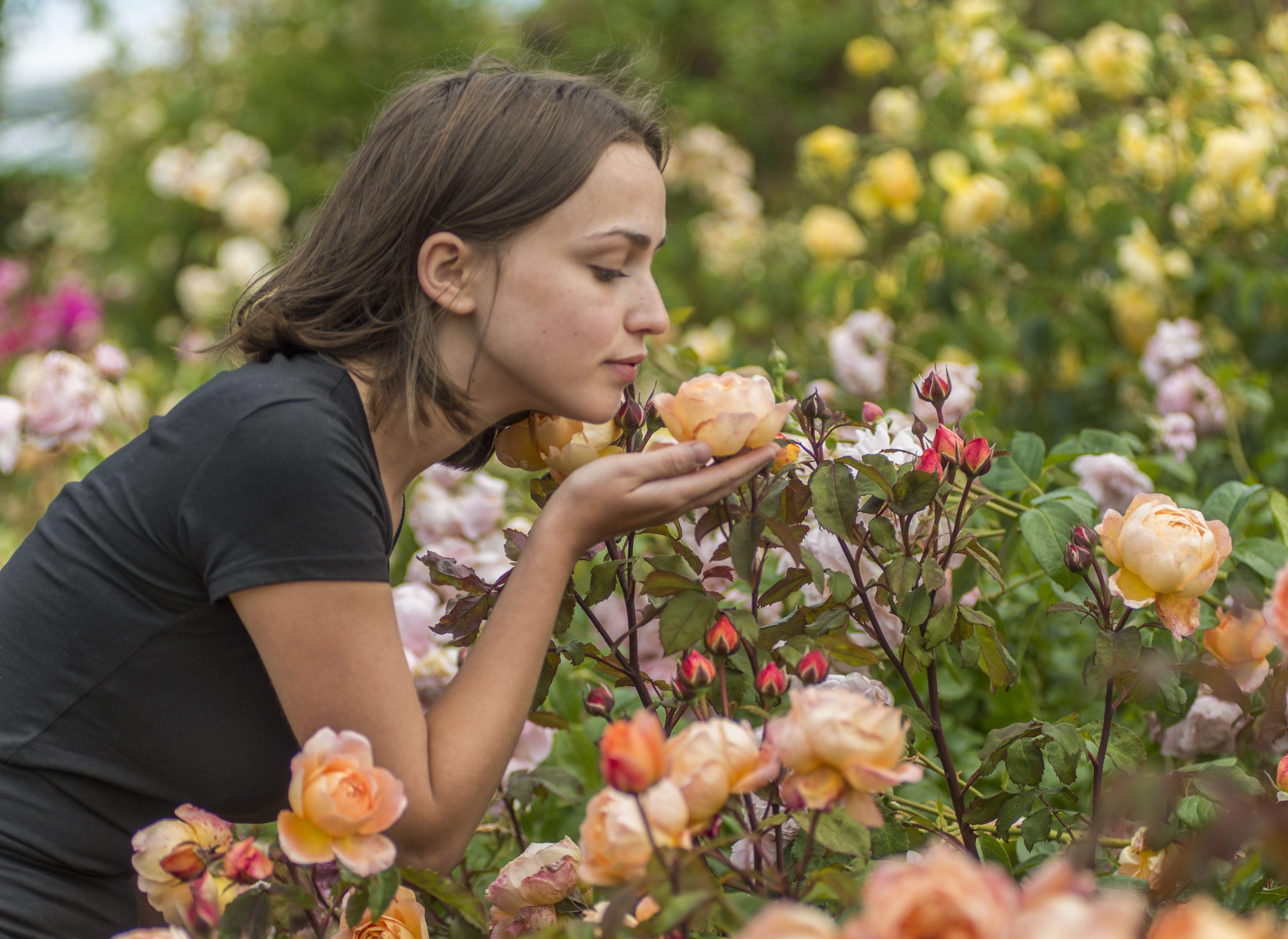 おすすめのバラ – David Austin Roses Japan