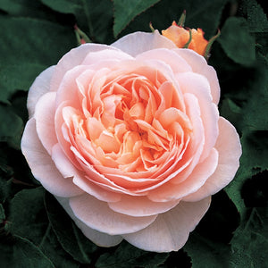 スィート・ジュリエット裸苗 - Sweet Juliet (Ausleap) - david-austin-roses-japan