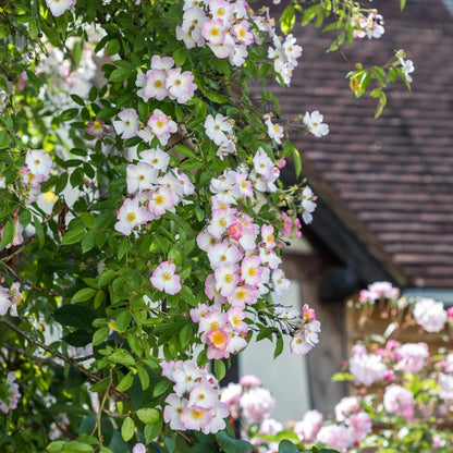 フランシス・E・レスター鉢苗 - Francis E. Lester