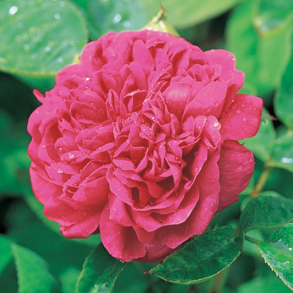 ローズ・ド・レシュ裸苗 - Rose de Rescht - david-austin-roses-japan