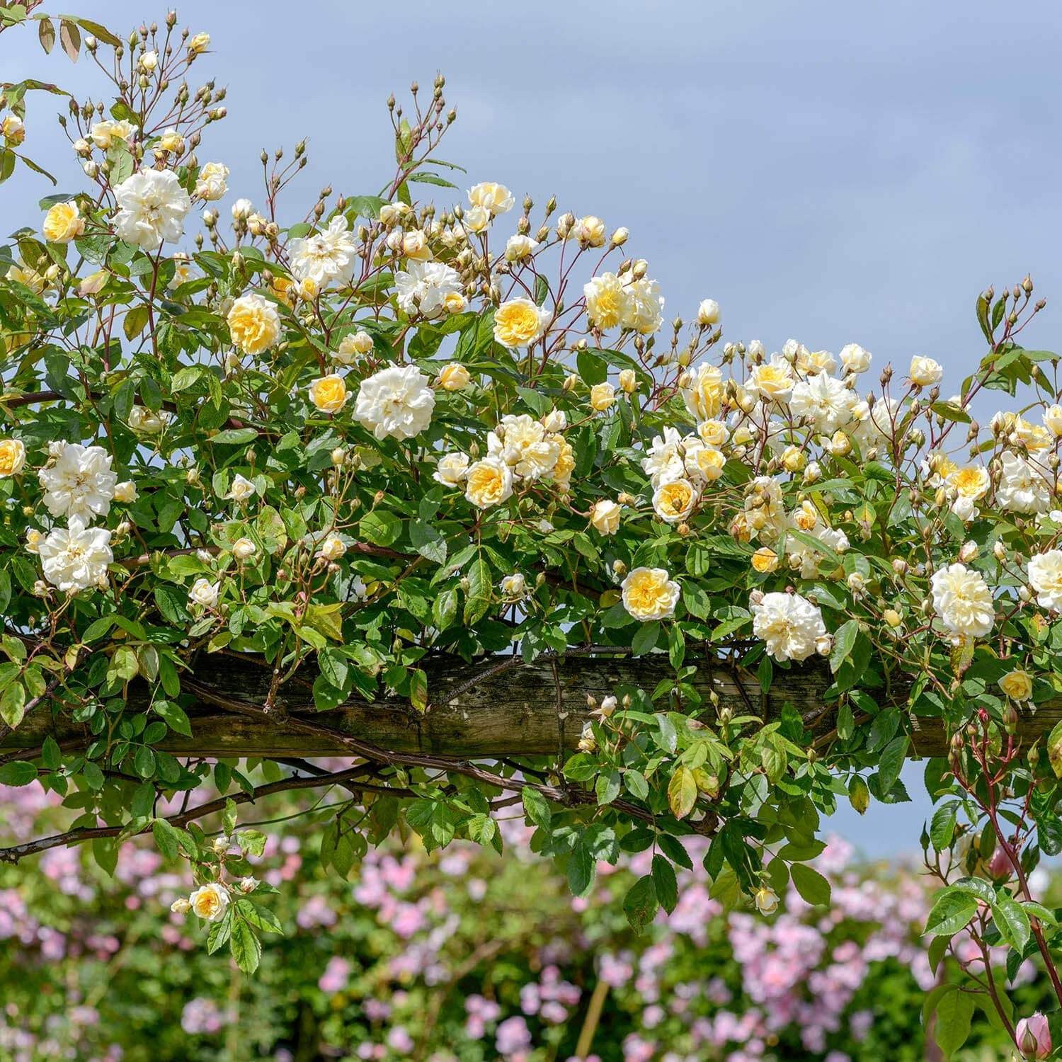 David Austin Roses モーヴァン・ヒル 苗 モーヴァン・ヒル ランブラー - Malvern Hills (Auscanary) – David