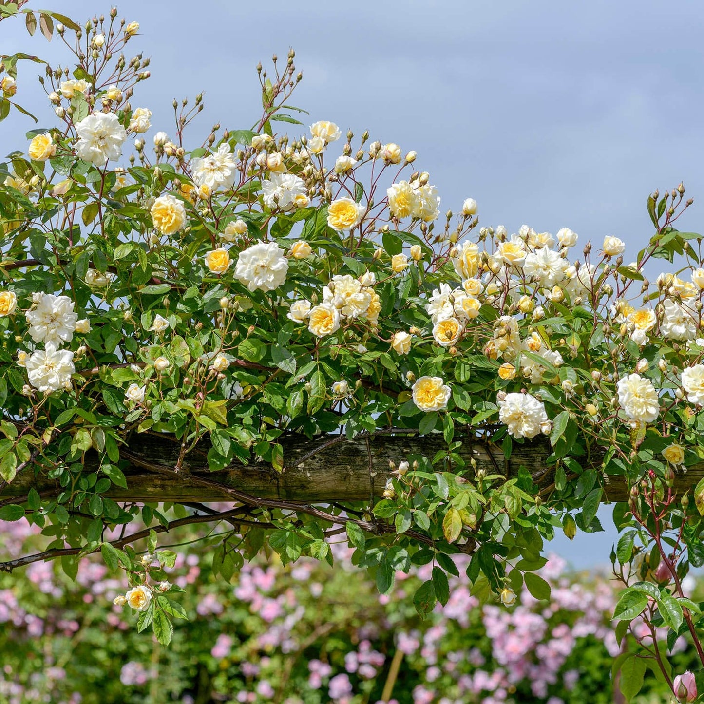 モーヴァン・ヒル ランブラー鉢苗 - Malvern Hills Potted (Auscanary)