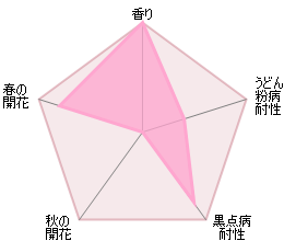 コンスタンス・スプライ裸苗 - Constance Spry (Ausfirst) - david-austin-roses-japan