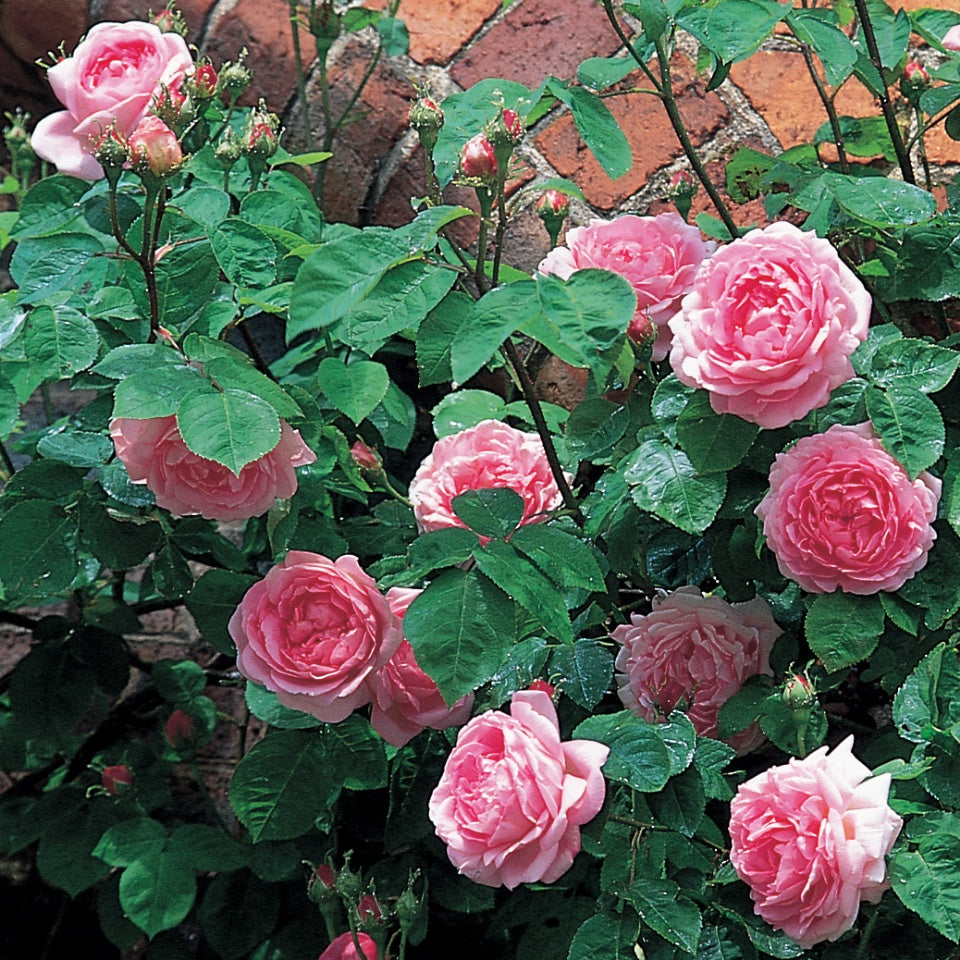 コンスタンス・スプライ裸苗 - Constance Spry (Ausfirst) - david-austin-roses-japan