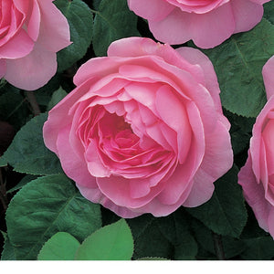 コンスタンス・スプライ裸苗 - Constance Spry (Ausfirst) - david-austin-roses-japan