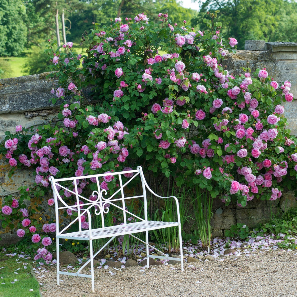 コンスタンス・スプライ裸苗 - Constance Spry (Ausfirst