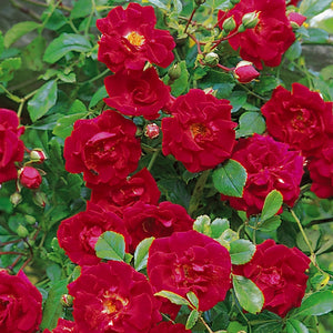 クリムゾン・シャワー裸苗 - Crimson Shower - david-austin-roses-japan