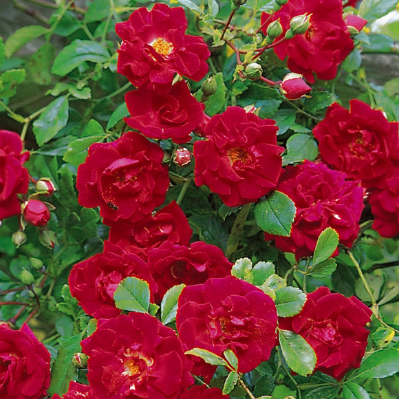 クリムゾン・シャワー裸苗 - Crimson Shower - david-austin-roses-japan
