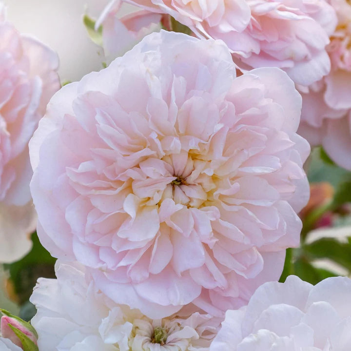 エリザベス - Elizabeth (Ausmajesty) – David Austin Roses Japan エリザベス - Elizabeth (Ausmajesty) – David Austin Roses Japan