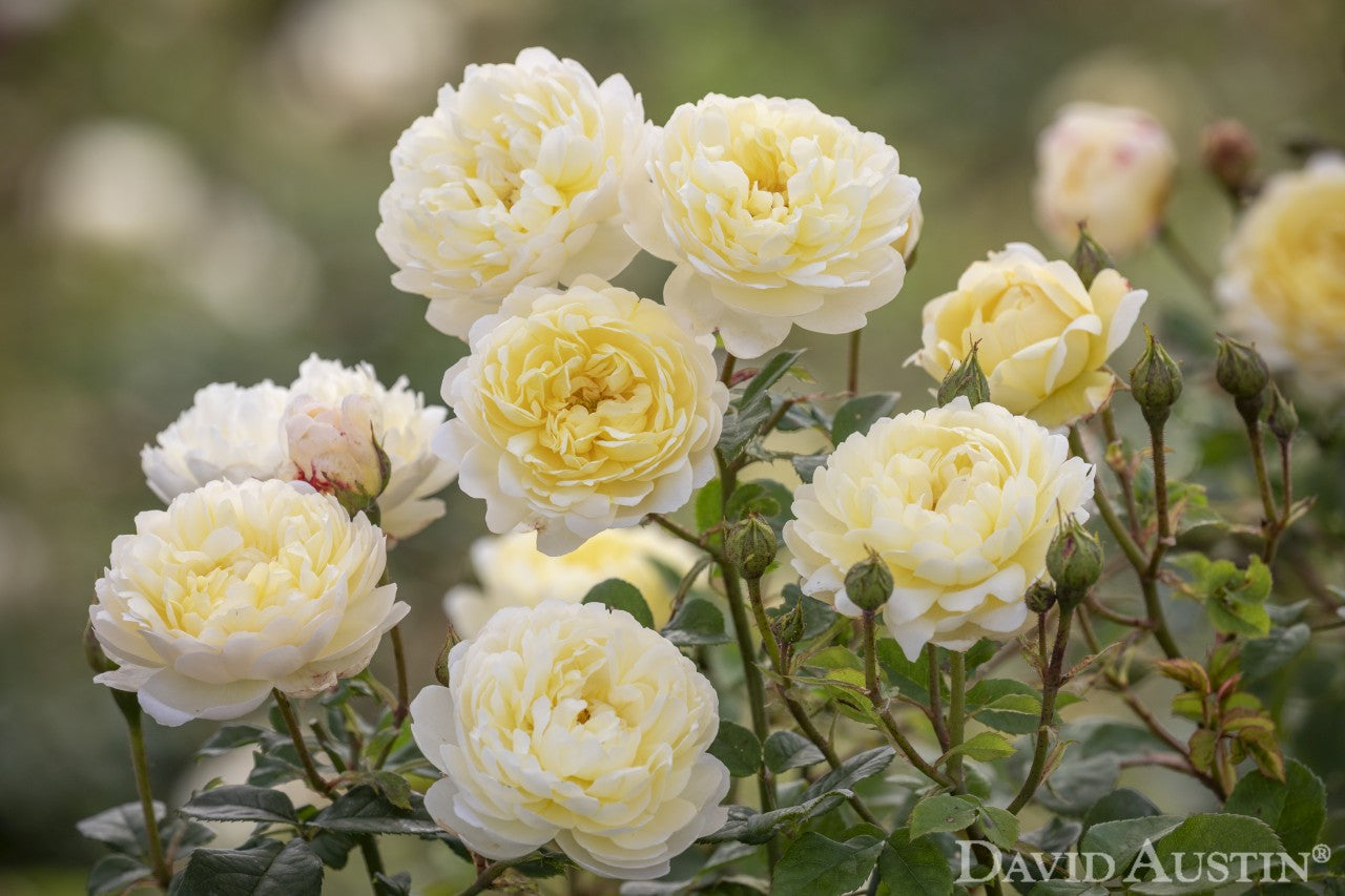 新品種 – David Austin Roses Japan