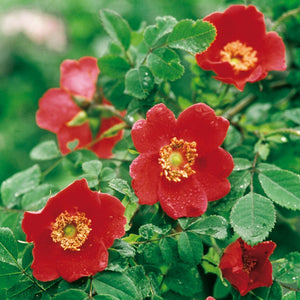 ロサ・モエシー“ゼラニウム”裸苗 - Rosa moyesii 'Geranium' - david-austin-roses-japan