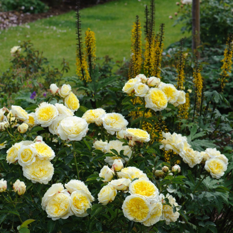 ザ・ピルグリム裸苗 - The Pilgrim (Auswalker) - david-austin-roses-japan