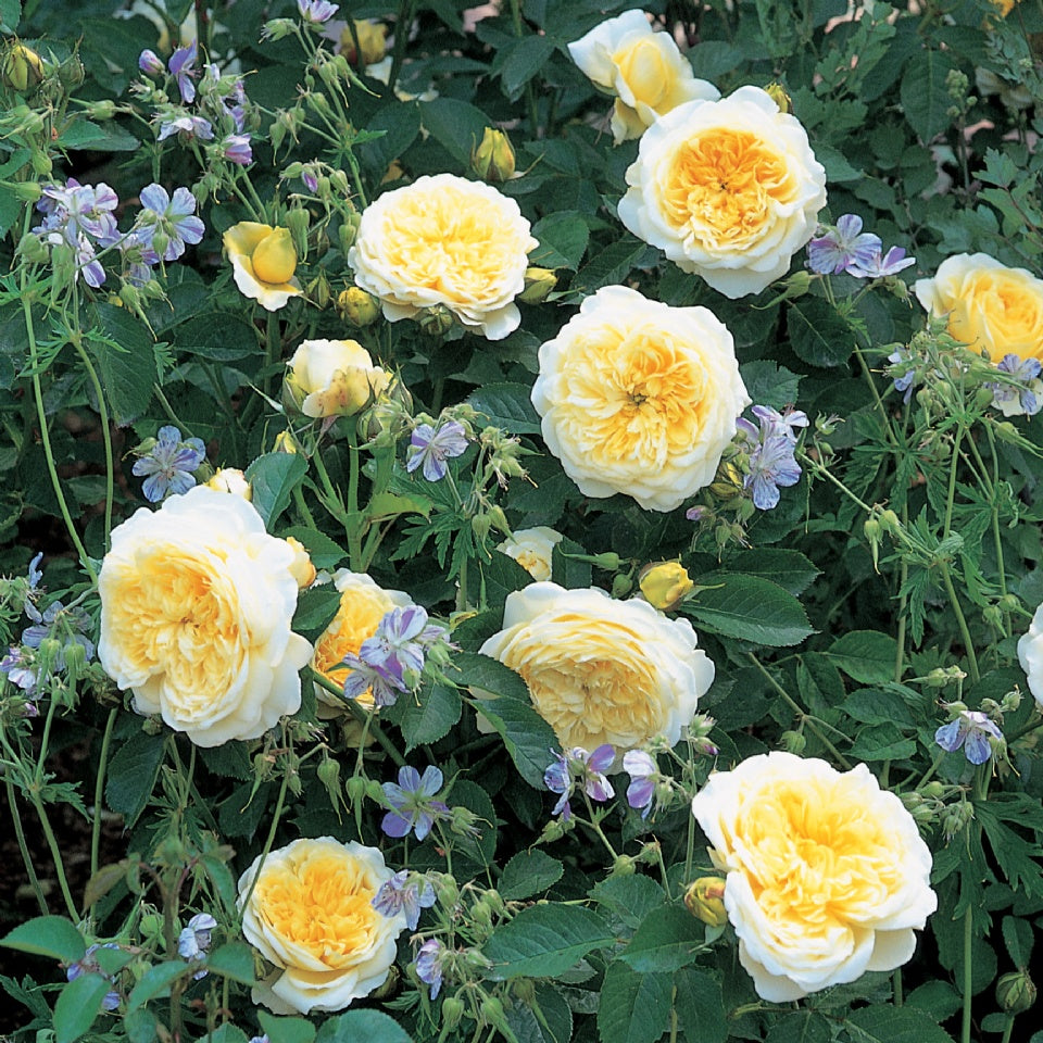 ザ・ピルグリム裸苗 - The Pilgrim (Auswalker) - david-austin-roses-japan