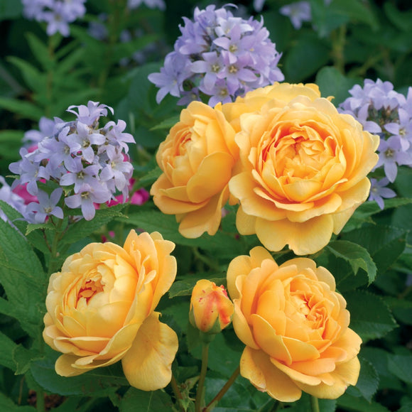 ゴールデン・セレブレーション裸苗 - Golden Celebration (Ausgold) - david-austin-roses-japan