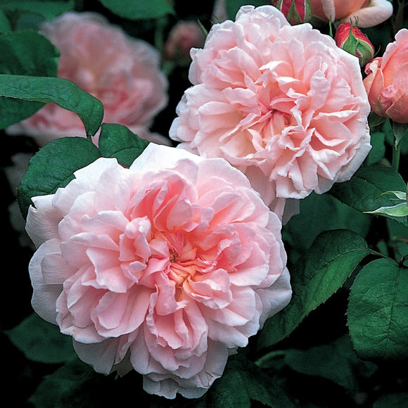 エグランタイン裸苗 - Eglantyne (Ausmak) - david-austin-roses-japan