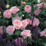 エグランタイン裸苗 - Eglantyne (Ausmak) - david-austin-roses-japan