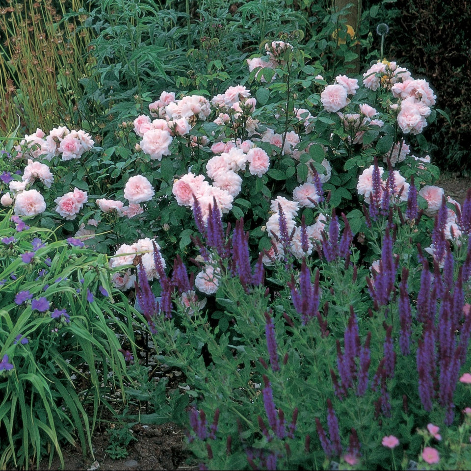 エグランタイン（マサコ） - Eglantyne (Ausmak) – David Austin Roses