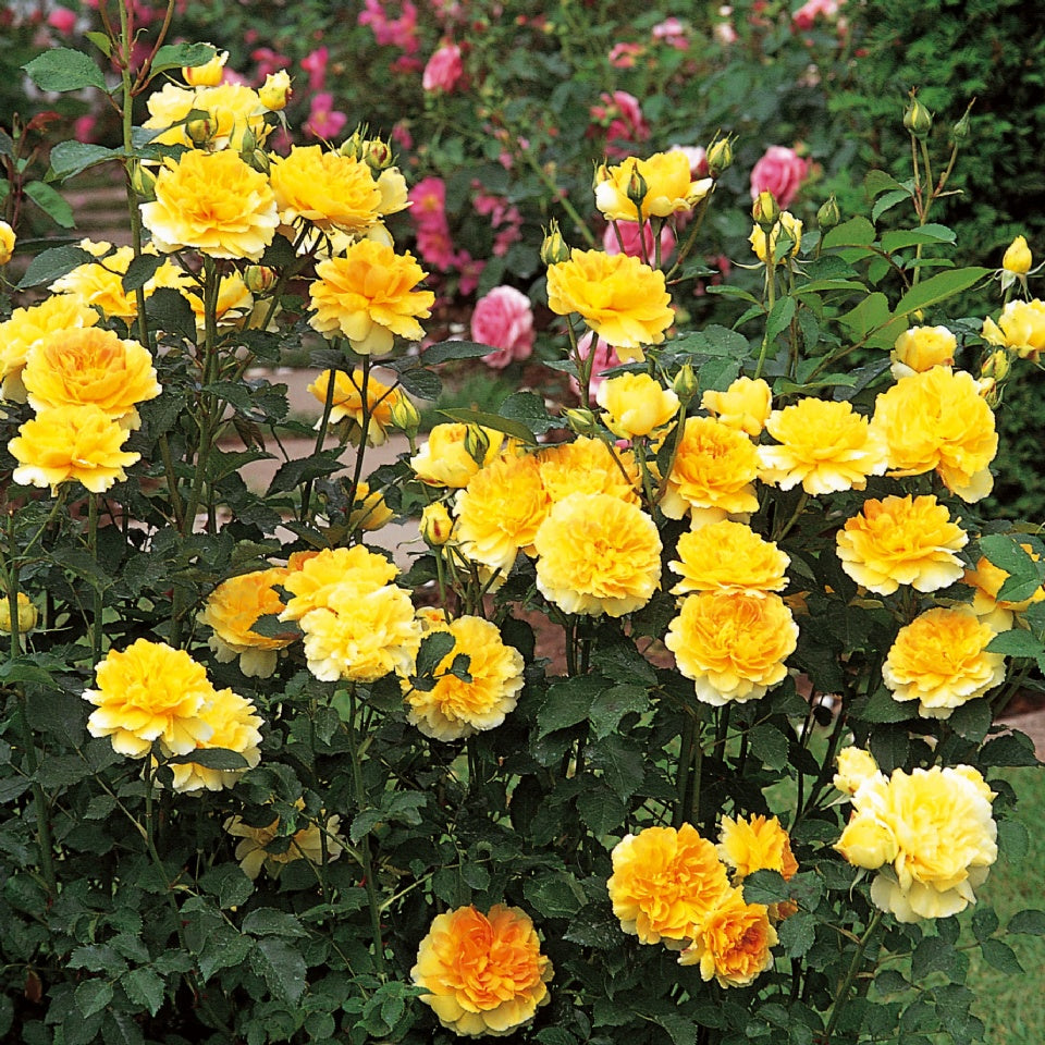 黄色 – David Austin Roses Japan