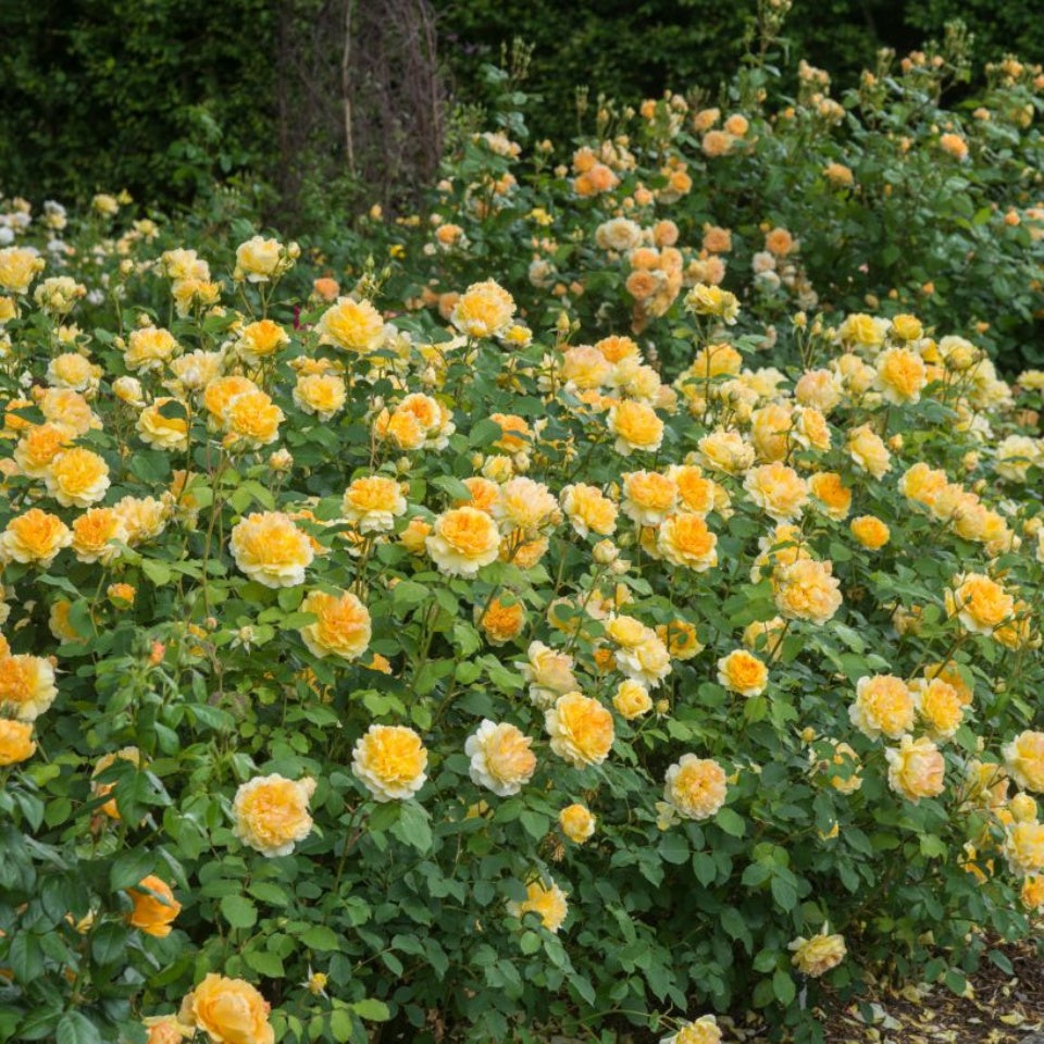 モリニュー裸苗 - Molineux® (Ausmol) – David Austin Roses Japan