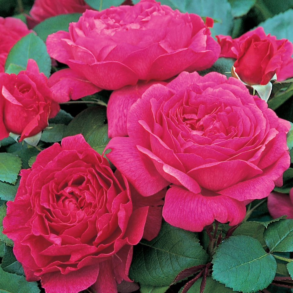 ノーブル・アントニー裸苗 - Noble Antony (Ausway) - david-austin-roses-japan