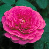 ノーブル・アントニー裸苗 - Noble Antony (Ausway) - david-austin-roses-japan