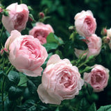 セプタード・アイル裸苗 - Scepter'd Isle (Ausland) - david-austin-roses-japan